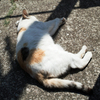 猫撮り散歩1848
