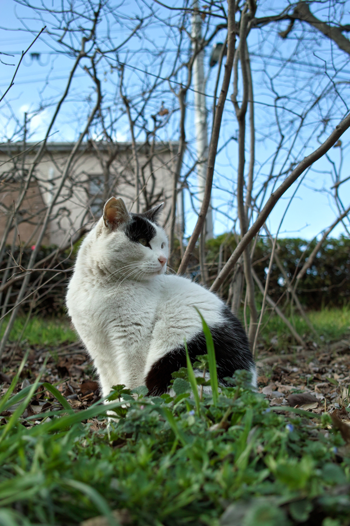 猫撮り散歩84