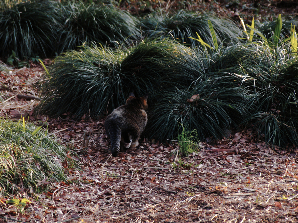 猫撮り散歩386