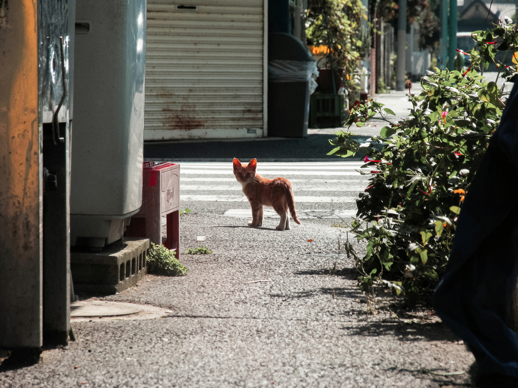 猫撮り散歩1525