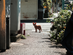猫撮り散歩1525