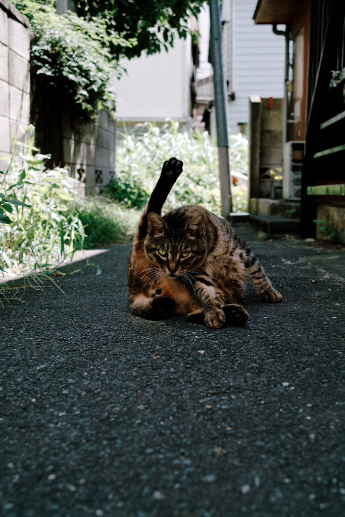 猫撮り散歩1585