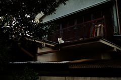 猫撮り散歩1110