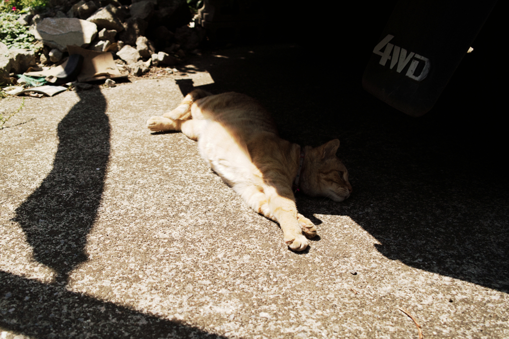 猫撮り散歩1565