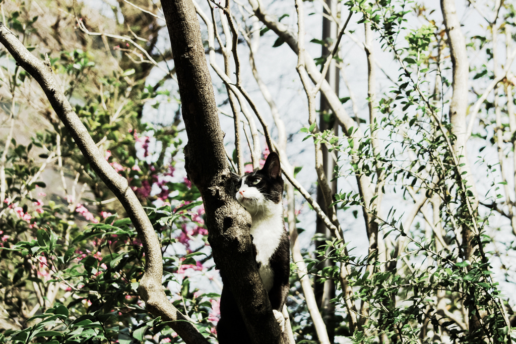 猫撮り散歩1021