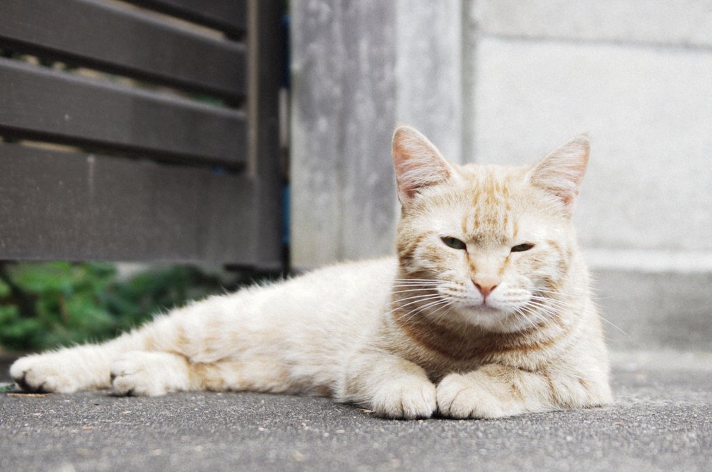 猫撮り散歩426