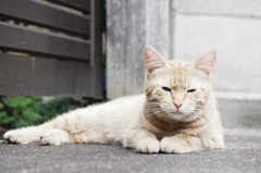 猫撮り散歩426