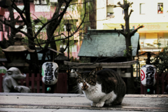猫撮り散歩1616