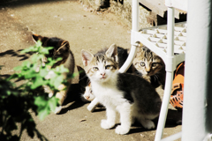 猫撮り散歩1847