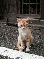 猫撮り散歩255
