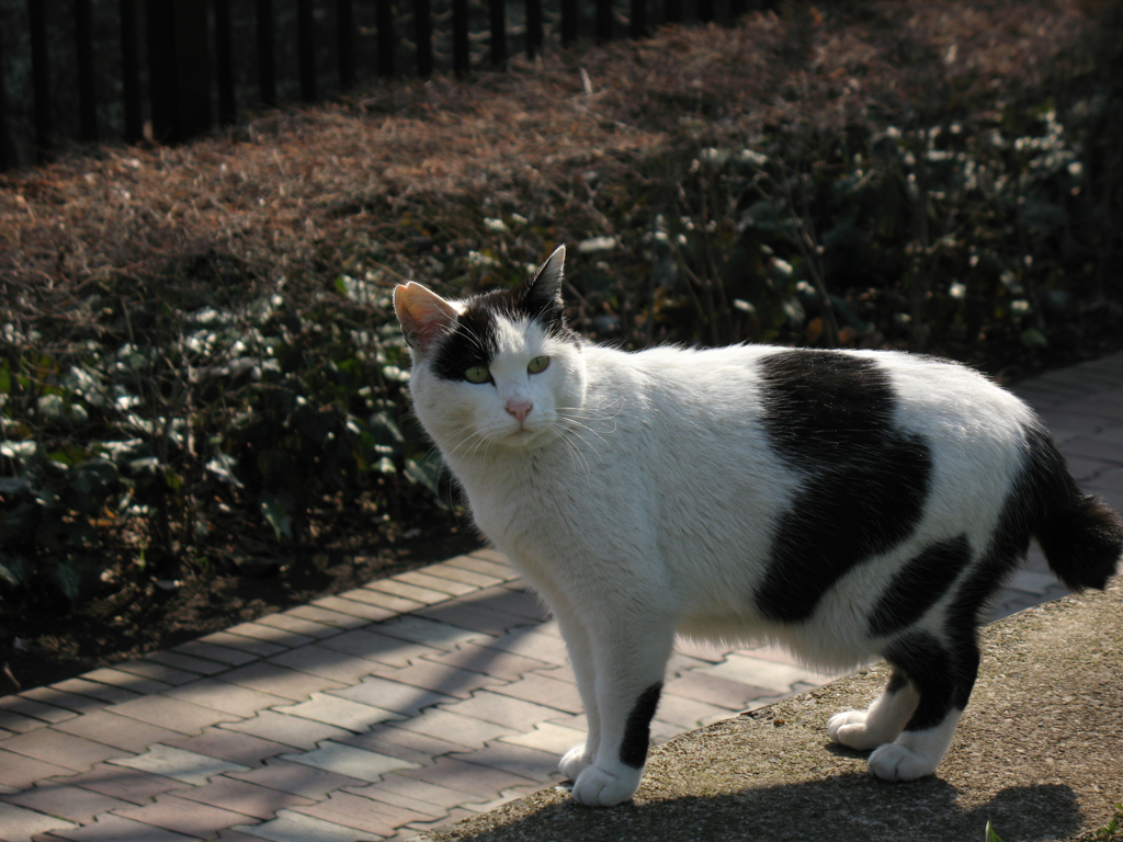 猫撮り散歩09