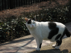猫撮り散歩09