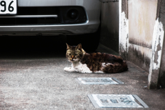 猫撮り散歩1527