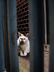 猫撮り散歩1114