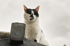 猫撮り散歩1810