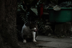 猫撮り散歩1744