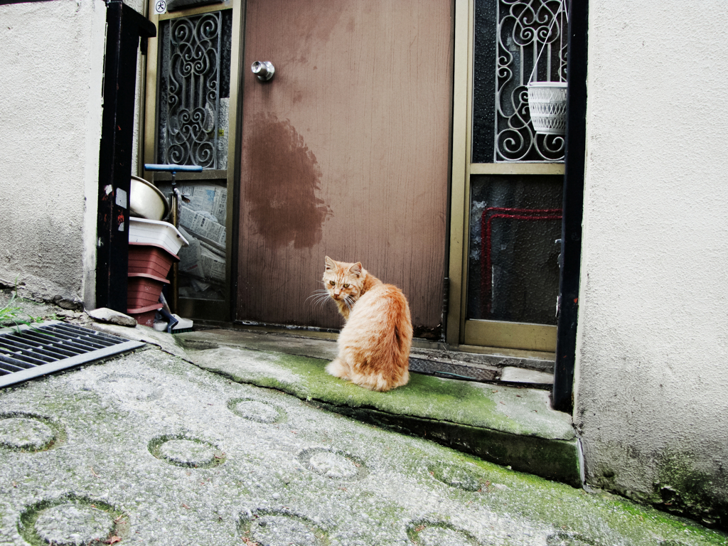 猫撮り散歩1690