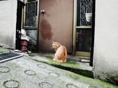 猫撮り散歩1690