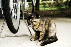 猫撮り散歩1353