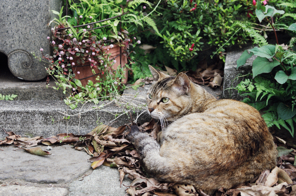 猫撮り散歩268