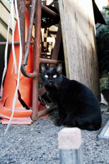 猫撮り散歩1627