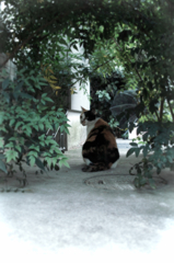 猫撮り散歩591