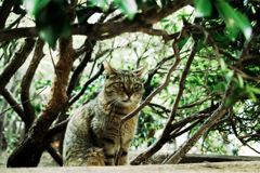 猫撮り散歩1522