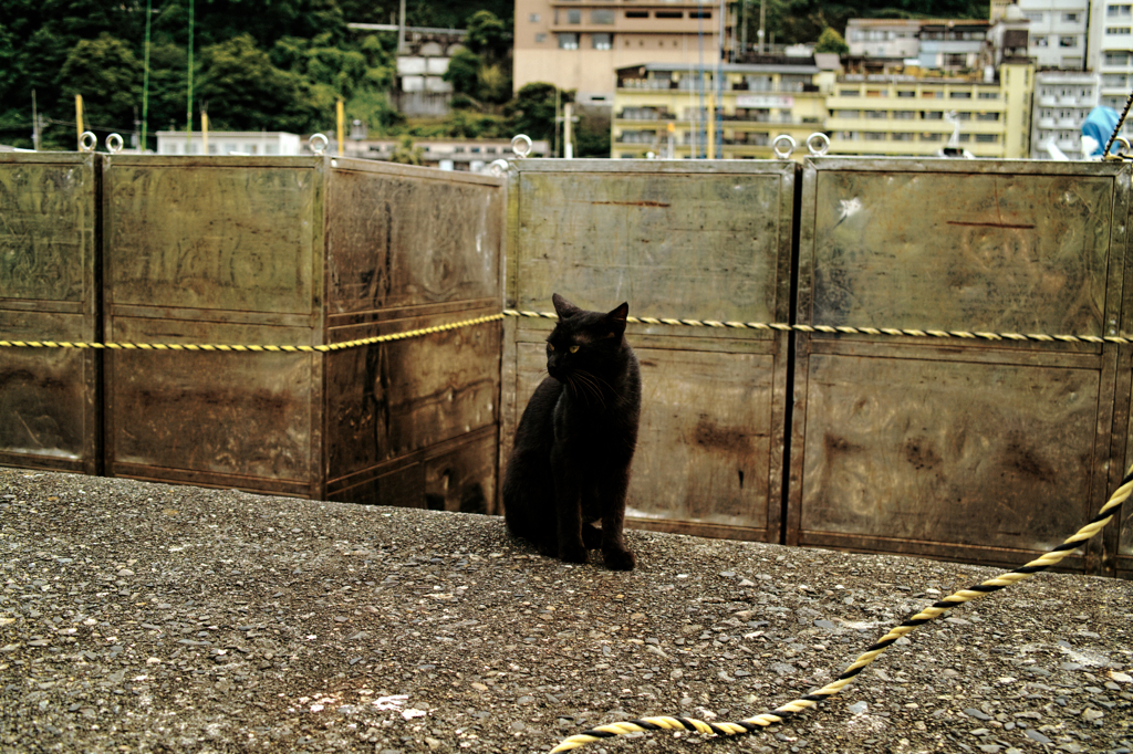 猫撮り散歩771