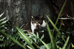 猫撮り散歩1041
