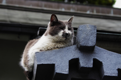 猫撮り散歩166