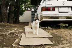 猫撮り散歩687