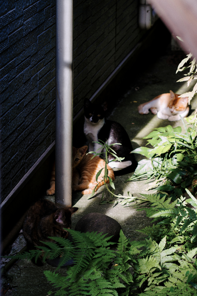 猫撮り散歩1264
