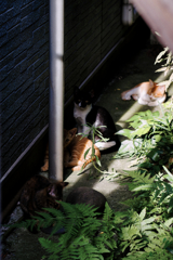 猫撮り散歩1264