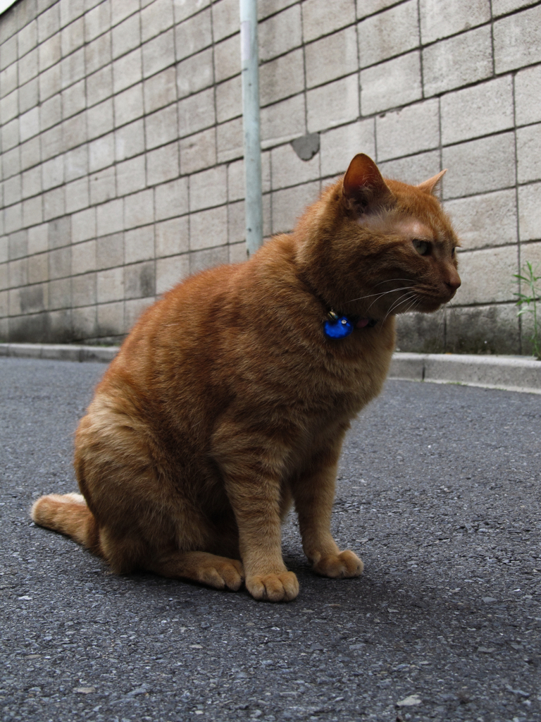 猫撮り散歩139