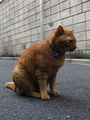猫撮り散歩139