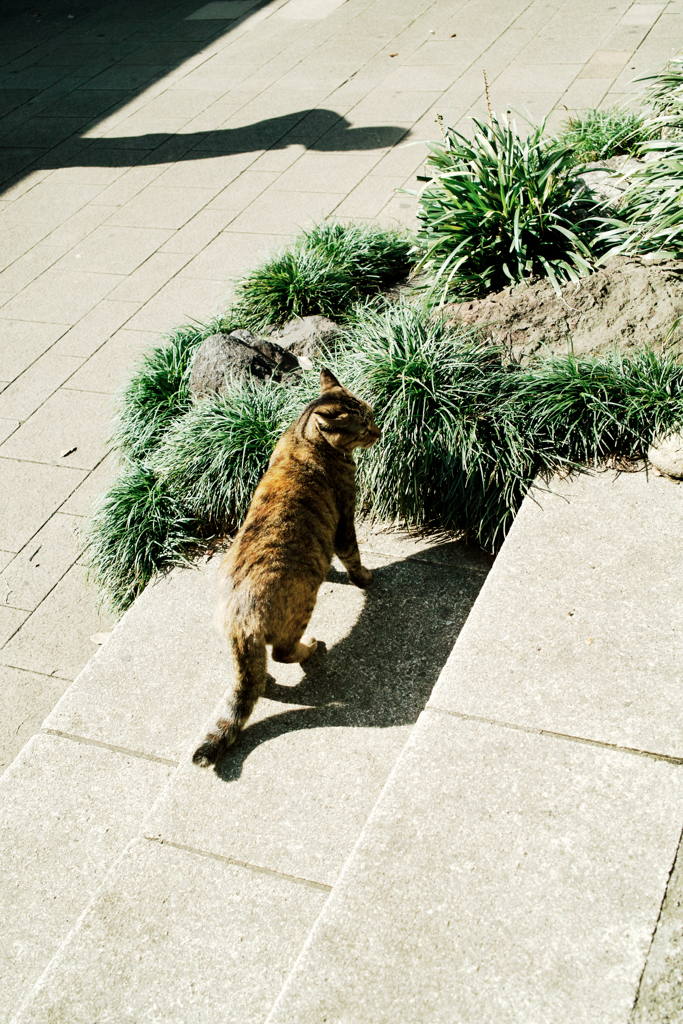 猫撮り散歩1661