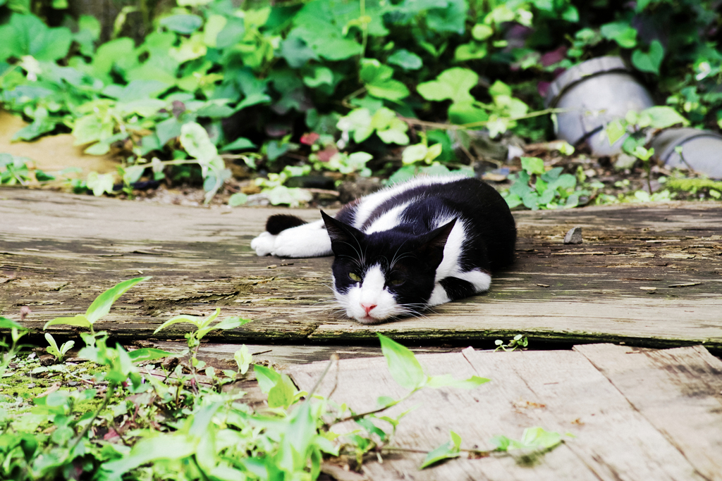 猫撮り散歩1582
