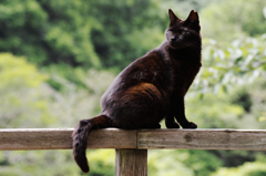 猫撮り散歩SZS-22 "Garden cats of One day"