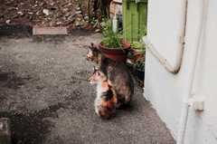 猫撮り散歩566