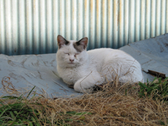 猫撮り散歩18