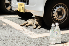 猫撮り散歩1496