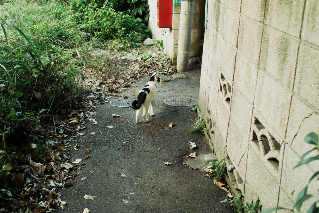 猫撮り散歩1621