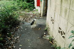 猫撮り散歩1621