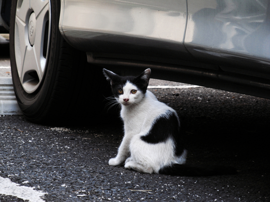猫撮り散歩663