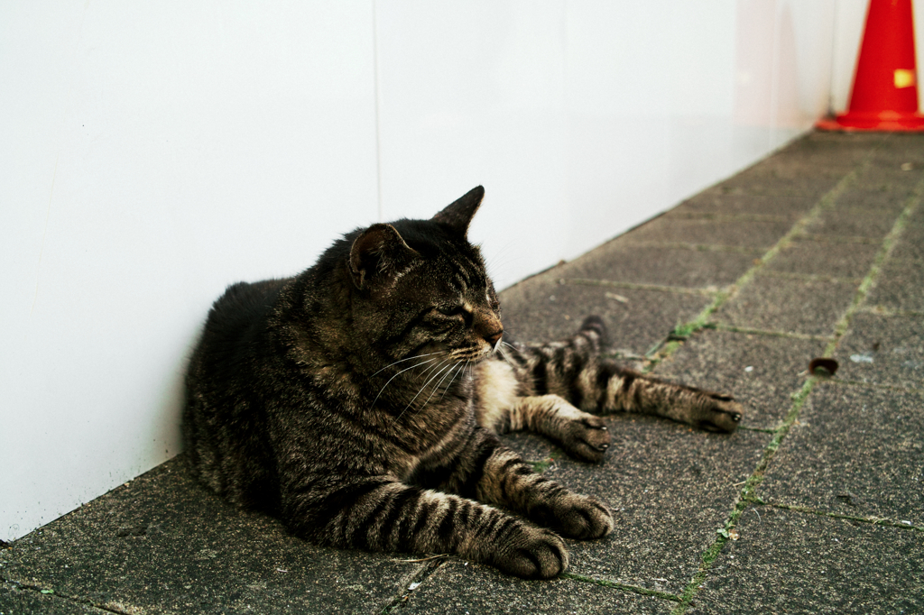 猫撮り散歩1058