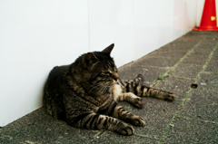 猫撮り散歩1058