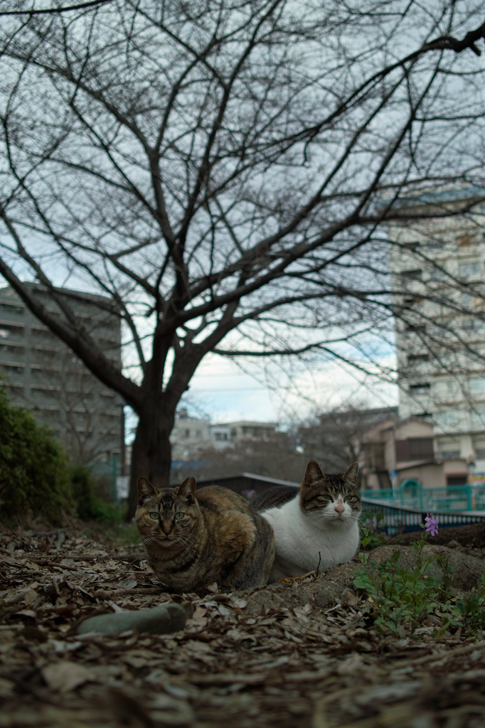 猫撮り散歩97