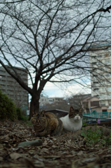 猫撮り散歩97