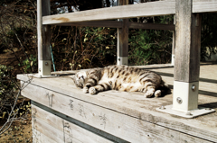 猫撮り散歩950