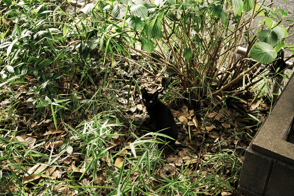 猫撮り散歩1159